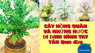 Công dụng của cây HỒNG QUÂN Bonsai | Demo dáng sơ khởi | Ba Ford