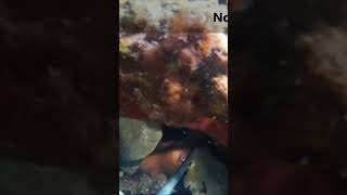 PESCA DEL PULPO ESTE LO ENCUENTRO EN UNA CUEVA EN MEDIO DE UN ARRECIFE