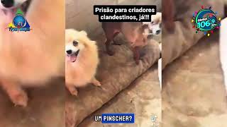 Policiais e filhotes encontram cães em situação precária