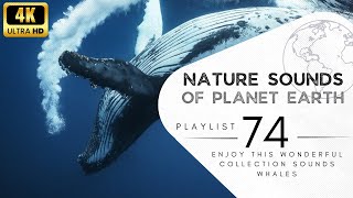 2 hours of pleasant natural sounds - whales.