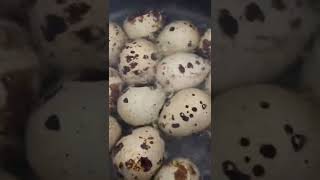 BOILING QUAIL EGGS