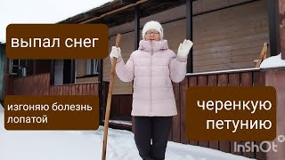 Изгоняю болезнь чисткой снега/ Черенкую петунию/ Какой лавровый лист лучше?/Моя нескучная жизнь