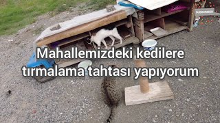 MAHALLEDEKİ KEDİLERE TIRMALAMA TAHTASI YAPTIM #KEDİ