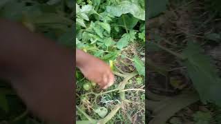 Setting up a mini-structure to support a healthy tomato plant #agriculture #organicfarming #tomatoes