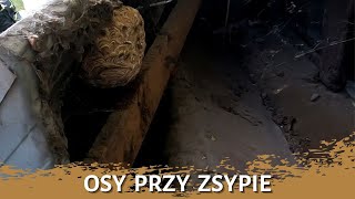 Osy przy zsypie - usuwanie gniazda os  - gniazdo os - szerszenie