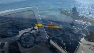 Porbeagle shark a monster from a kayak, catch and release.