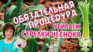 СТРЕЛКИ ЧЕСНОКА УБИРАЕМ,процедура обязательная