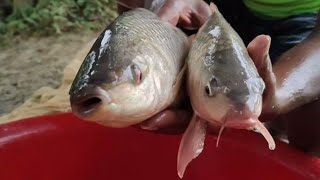 Cast Net Fishing | Traditional Cast Net Fishing In Village Pond | Best Cast Net Fishing Video