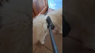 Как избавиться от шерсти самоеда? #самоед #samoyed #dog #fluffy #shorts