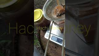 Hachi🐝 Packing madu trigona langsung saat panen vegetasi kelapa - Trigona Palembang Sumsel