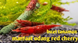 manfaat udang red Cherry untuk tanaman air