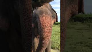 Lonely Elephant walking Closer to a safari jeep in Yala Sri Lanka