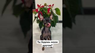 Ты будешь моим другом? #тойтерьер #собака #тойграф