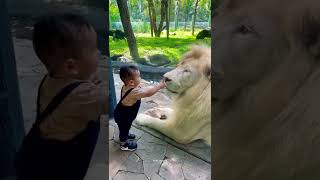 white lion & cute baby #shortvideo sigma rules