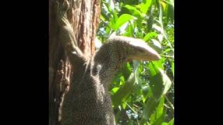 Tree monitor-Baumwaran.wmv