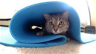 CAT DOING YOGA