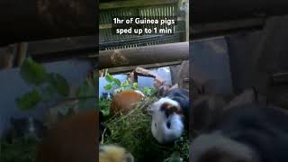 Guinea pigs eating sped up. #guineapiggies #animals #guinea #guineapig #pets #fyp #cutepets