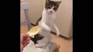 Funny cats | Funny cats Ever Compilation #2 | Cats and Dogs | Animal Atlas