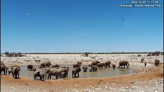 Elephants cooling down at the Okaukuejo Resort Waterhole.