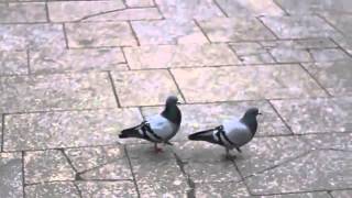 Голуби держат ритм \ Pigeons keep pace