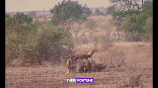 Zebra has difficulty giving birth and vultures, lions, and hyenas have all arrived