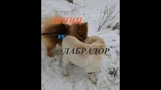 ШПИЦ VS ЛАБРАДОР