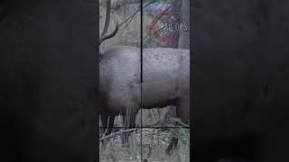 🥶Devastating shot MID ROAR Bugle #hunting #elkhunting #caceria #शिकार #scopecam #elk #viral #shorts