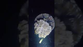 Brown Jellyfish #viral #fishing #viralvideo #youtubeshorts  #trendingnow #everyone