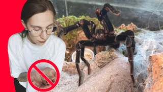 Do NOT Hold These TARANTULAS!.. Beginner/Common Species Edition