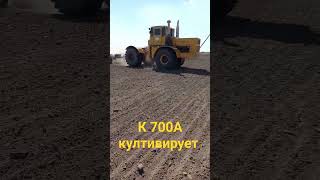 кировец#к700а#культивирует