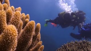 Scuba Diving the Great Barrier Reef - Quicksilver Cruises | Mum Central