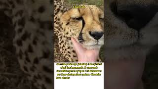 Fastest Land Mammal: The Cheetah's Sprint