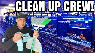 I HIRED A CLEAN UP CREW FOR MY AQUARIUM!