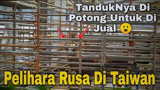 Momen Langka Melihat Rusa Liar Yang Di Pelihara Di Taiwan Sambil Mencari Ikan Toman