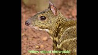 Yellow striped chevrotain hunt p2 #hunting #animals #viral