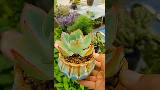 Satisfying Succulent Diy #shorts