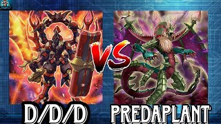 D/D/D vs Predaplant | Yu-Gi-Oh! - (EDOPRO).