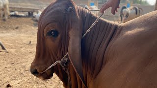 IBRAHIM ISMAIL CATTLE FARM  | Live | Fateh Pur Kamal