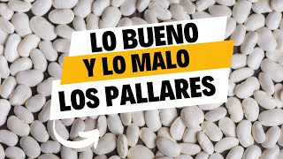 Lo Bueno y Lo Malo de Pallares ¡Descúbrelo Ahora!