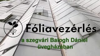 Fóliavezérlés a szegvári Balogh Dániel üvegházában