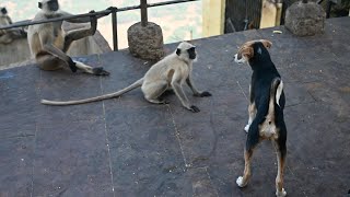 बंदरों की गैंग ने कुत्ते को किया परेशान || Monkey Dog Funny Fight || #bandar aur #kutta #monkey #dog