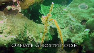 ดำน้ำอ่าวนางโพไซดอนไดฟ์เซ็นเตอร์ A Dive with Macro Life at Poseidon Dive Center Ao Nang