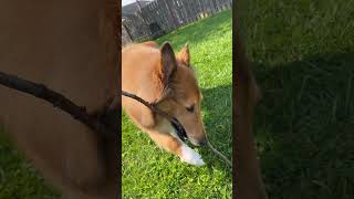 Happy dog chewing stick pt1 #shortvideo #dog #cat #doge