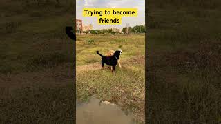 Lets become friends #shorts #goldenretriever #rottweiler #short #guarddog #familydog #dog #cute #yt