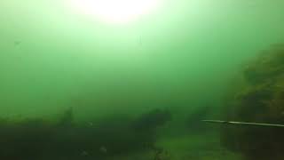 Spearfish Tautog slow-mo shot