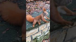 Nutty Ninjas🥷🐿️: Adorable Squirrel Goes Nuts for Hazelnuts! 😁🤸🏽 #youtubeshorts #funnyanimals