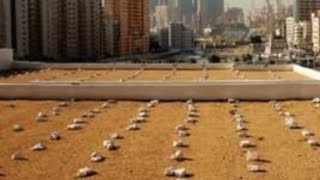 Pencarian Makam Mbah MAIMOEN ZUBAIR di Pemakaman Al Ma'la Mekkah