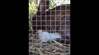 Baby bunny nursing