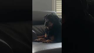 Rottweiler Sorry 😊🥰 #subscribe #viral #shorts #dog #animals #rottweiler ##funny #comedy #voice