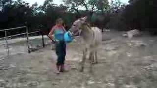 Donkey advanced ball chasing